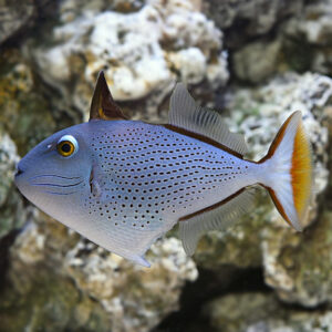 Sargassum Triggerfish