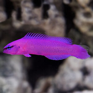 Captive-Bred Purple Fridmani Dottyback
