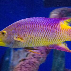 Spanish Hogfish