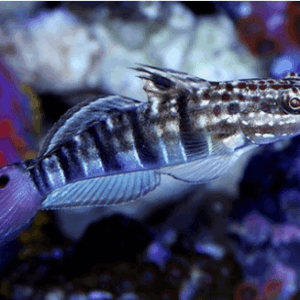 Bullet Goby