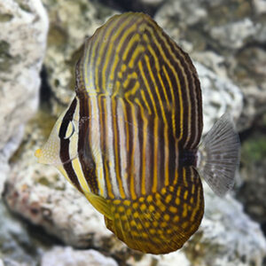 Sailfin Tang - Desjardini Paratus Red Sea
