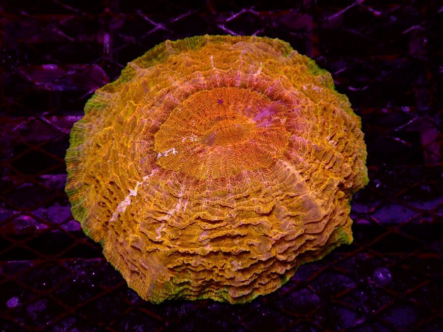 Meat Coral - Image 2