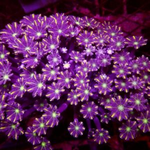 Clove Polyp Coral