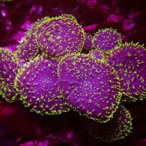 Green Hairy Mushroom