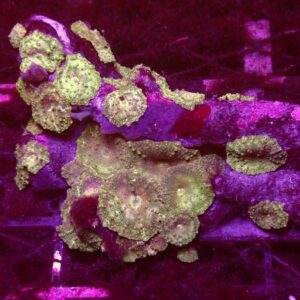 Mushroom Coral
