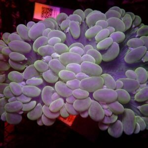 Green Bubble Coral
