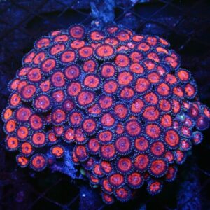 Ultra Color Zoanthus