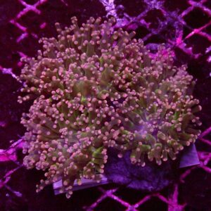 Frogspawn Coral Orange Tip