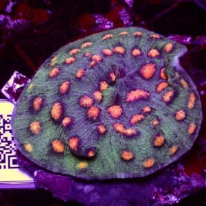 Chalice Coral