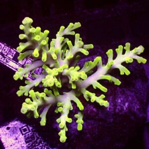 Acropora Caroliniana