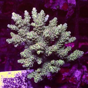 Acropora Microclados
