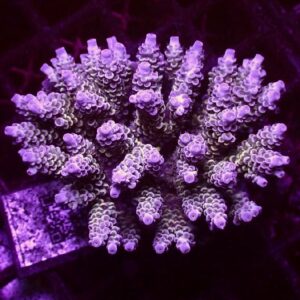 Acropora Tenuis