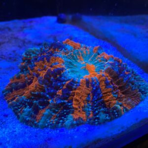 Tiger Stripe Doughnut Australian Coral