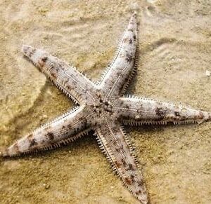 Sand Star