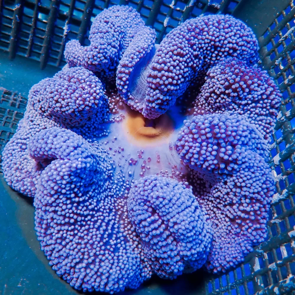 Blue Carpet Anemone