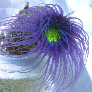 Purple Tube Anemone
