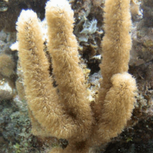 Corky Sea Finger