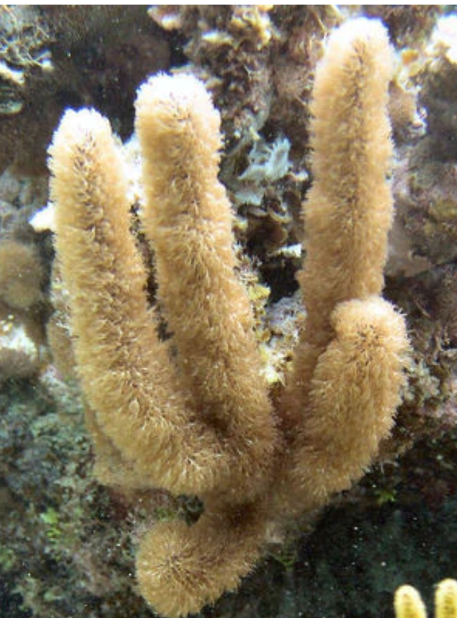 Corky Sea Finger