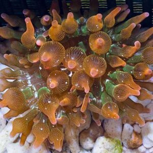 Bubble Tip Rose Anemone/Australian