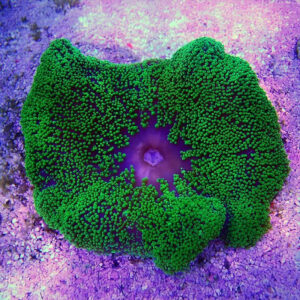 Haddon's Carpet Anemone