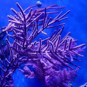 Purple Gorgonian