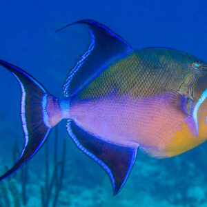 Queen Triggerfish