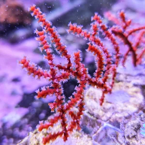 Red Finger Gorgonian
