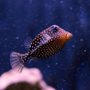 Spotted Boxfish