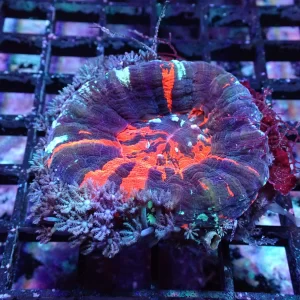 Warpaint Scolymia Australian Coral