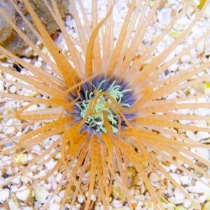 Orange Tube Anemone