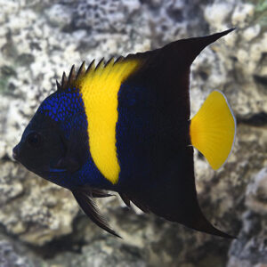 Captive-Bred Asfur Angelfish