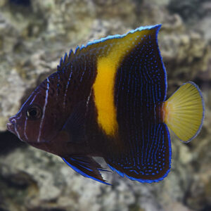 Captive-Bred Maculosus Angelfish