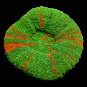 Scolymia Bleeding Apple Australian Coral