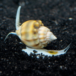 Tongan Nassarius Snail