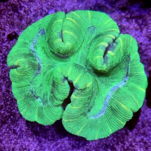 Green Trachyphyllia Brain Coral