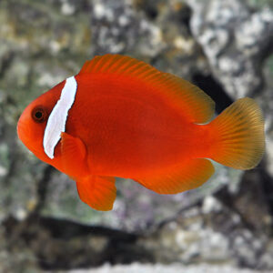 Captive-Bred Tomato Clownfish