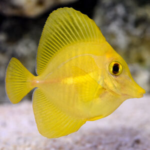Captive-Bred Yellow Tang
