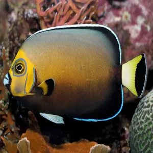 Conspicillatus Angelfish